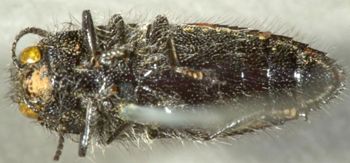 Media type: image;   Entomology 8032 Aspect: habitus ventral view
